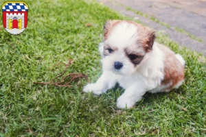Mehr über den Artikel erfahren Shih Tzu Züchter und Welpen in Deggendorf