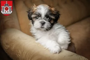 Mehr über den Artikel erfahren Shih Tzu Züchter und Welpen in Detmold