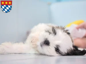 Mehr über den Artikel erfahren Shih Tzu Züchter und Welpen in Dingolfing