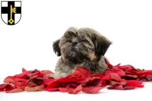 Mehr über den Artikel erfahren Shih Tzu Züchter und Welpen in Dorsten