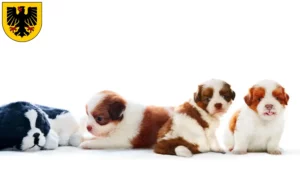 Mehr über den Artikel erfahren Shih Tzu Züchter und Welpen in Dortmund