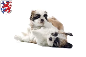 Mehr über den Artikel erfahren Shih Tzu Züchter und Welpen in Düsseldorf