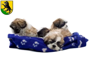 Mehr über den Artikel erfahren Shih Tzu Züchter und Welpen in Ebersberg