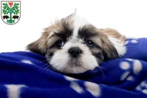 Mehr über den Artikel erfahren Shih Tzu Züchter und Welpen in Eberswalde