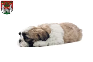 Mehr über den Artikel erfahren Shih Tzu Züchter und Welpen in Eichstätt