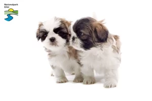 Mehr über den Artikel erfahren Shih Tzu Züchter und Welpen in der Eifel