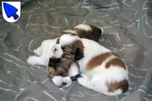 Mehr über den Artikel erfahren Shih Tzu Züchter und Welpen in Erding