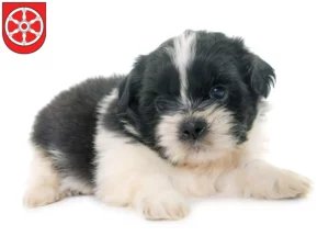 Mehr über den Artikel erfahren Shih Tzu Züchter und Welpen in Erfurt