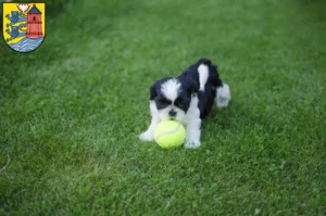 Mehr über den Artikel erfahren Shih Tzu Züchter und Welpen in Flensburg