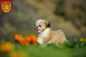 Mehr über den Artikel erfahren Shih Tzu Züchter und Welpen in Forst (Lausitz)