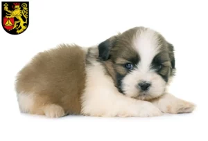 Mehr über den Artikel erfahren Shih Tzu Züchter und Welpen in Frankenthal (Pfalz)