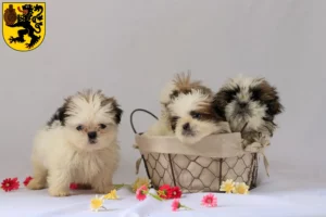 Mehr über den Artikel erfahren Shih Tzu Züchter und Welpen in Frechen
