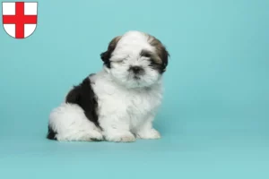 Mehr über den Artikel erfahren Shih Tzu Züchter und Welpen in Freiburg im Breisgau