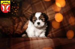 Mehr über den Artikel erfahren Shih Tzu Züchter und Welpen in Freudenstadt