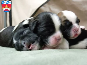 Mehr über den Artikel erfahren Shih Tzu Züchter und Welpen in Fürstenfeldbruck