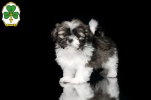 Mehr über den Artikel erfahren Shih Tzu Züchter und Welpen in Fürth