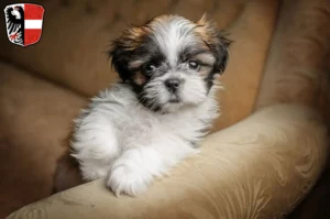 Mehr über den Artikel erfahren Shih Tzu Züchter und Welpen in Garmisch-Partenkirchen