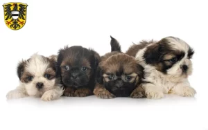 Mehr über den Artikel erfahren Shih Tzu Züchter und Welpen in Gelnhausen