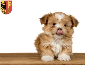 Mehr über den Artikel erfahren Shih Tzu Züchter und Welpen in Genf