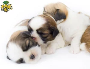 Mehr über den Artikel erfahren Shih Tzu Züchter und Welpen in Gera