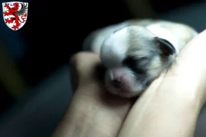 Mehr über den Artikel erfahren Shih Tzu Züchter und Welpen in Gießen