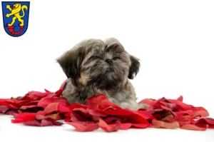 Mehr über den Artikel erfahren Shih Tzu Züchter und Welpen in Gifhorn