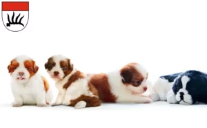 Mehr über den Artikel erfahren Shih Tzu Züchter und Welpen in Göppingen