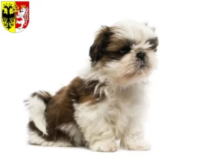 Mehr über den Artikel erfahren Shih Tzu Züchter und Welpen in Görlitz