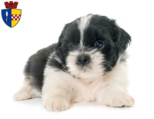 Mehr über den Artikel erfahren Shih Tzu Züchter und Welpen in Gummersbach