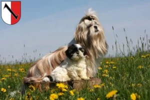 Mehr über den Artikel erfahren Shih Tzu Züchter und Welpen in Halberstadt