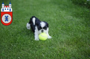 Mehr über den Artikel erfahren Shih Tzu Züchter und Welpen in Hameln