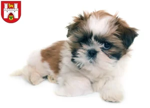 Mehr über den Artikel erfahren Shih Tzu Züchter und Welpen in Hannover