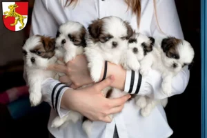 Mehr über den Artikel erfahren Shih Tzu Züchter und Welpen in Haßfurt
