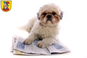 Mehr über den Artikel erfahren Shih Tzu Züchter und Welpen in Heidenheim an der Brenz