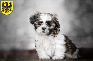 Mehr über den Artikel erfahren Shih Tzu Züchter und Welpen in Heilbronn