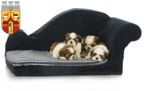 Mehr über den Artikel erfahren Shih Tzu Züchter und Welpen in Herford
