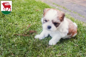 Mehr über den Artikel erfahren Shih Tzu Züchter und Welpen in Herzberg (Elster)