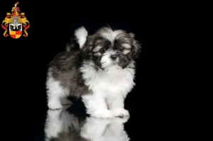 Mehr über den Artikel erfahren Shih Tzu Züchter und Welpen in Hildesheim
