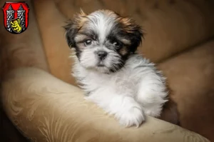 Mehr über den Artikel erfahren Shih Tzu Züchter und Welpen in Hof (Saale)