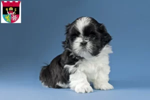 Mehr über den Artikel erfahren Shih Tzu Züchter und Welpen in Hofheim am Taunus