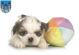 Mehr über den Artikel erfahren Shih Tzu Züchter und Welpen in Holzminden
