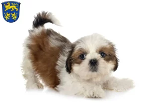 Mehr über den Artikel erfahren Shih Tzu Züchter und Welpen in Homberg (Efze)