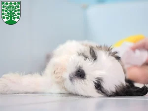 Mehr über den Artikel erfahren Shih Tzu Züchter und Welpen in Homburg