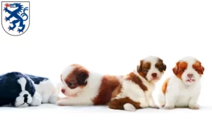 Mehr über den Artikel erfahren Shih Tzu Züchter und Welpen in Ingolstadt