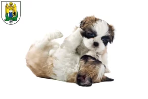 Mehr über den Artikel erfahren Shih Tzu Züchter und Welpen in Jena