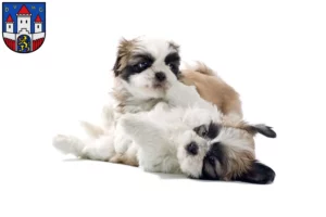 Mehr über den Artikel erfahren Shih Tzu Züchter und Welpen in Jever