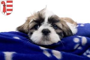 Mehr über den Artikel erfahren Shih Tzu Züchter und Welpen in Jura