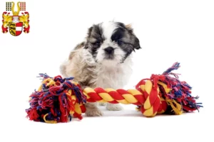 Mehr über den Artikel erfahren Shih Tzu Züchter und Welpen in Kärnten