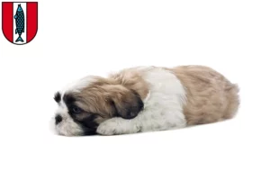 Mehr über den Artikel erfahren Shih Tzu Züchter und Welpen in Kaiserslautern