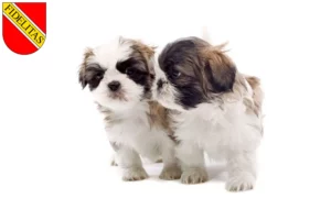 Mehr über den Artikel erfahren Shih Tzu Züchter und Welpen in Karlsruhe